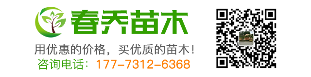 长沙县黄兴镇春乔苗木场_长沙黄兴镇春乔苗木|春乔苗木|苗木移栽哪家好