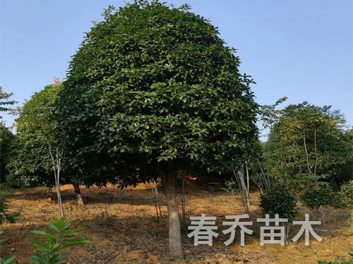 桂花树