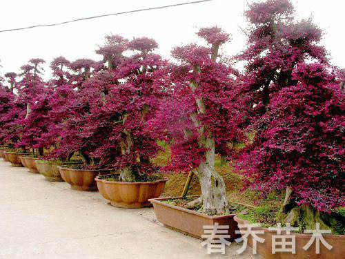 红花继木造型庄景