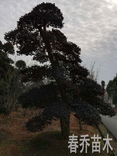 红花继木造型庄景