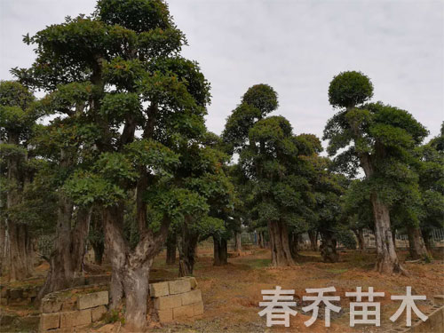 椤木石楠造型