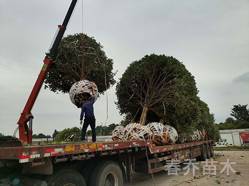 江西南昌行道工程桂花装车