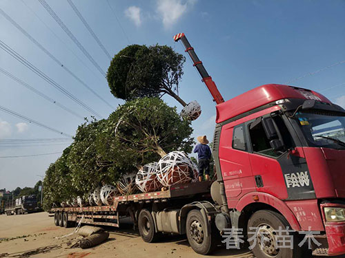 江西南昌行道工程桂花装车