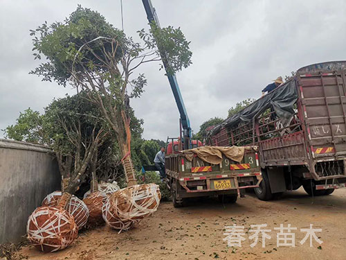 江西上饶占地征收桂花装车