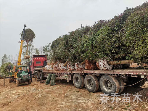 湖南怀化高杆行道工程桂花装车