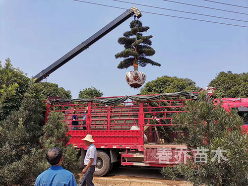 贵州凯里小区广场点缀造型罗汉松装车