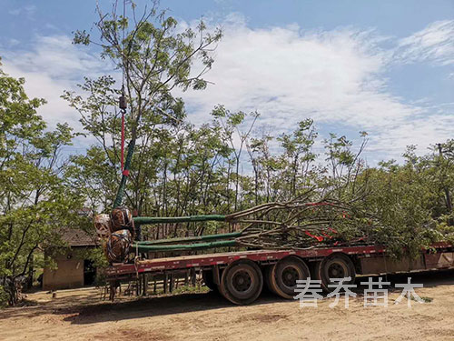 重庆行道工程栾树装车