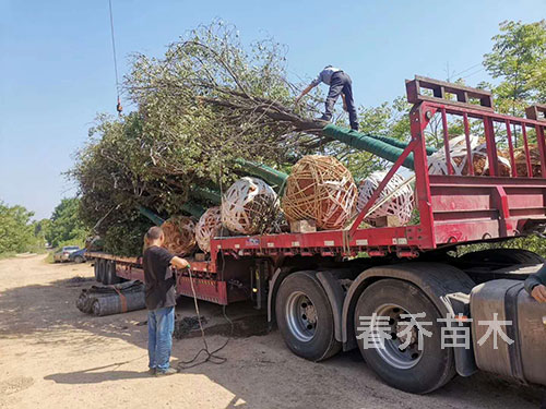 重庆行道工程香樟装车