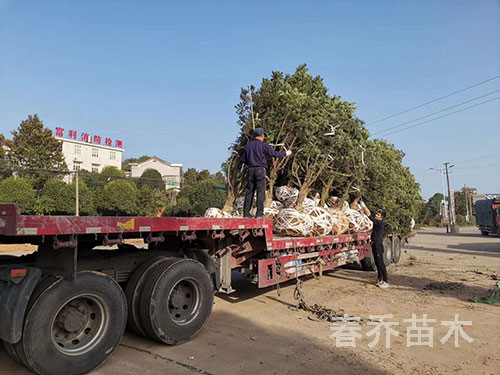 贵州贵阳毛坯罗汉松进驻苗圃装车