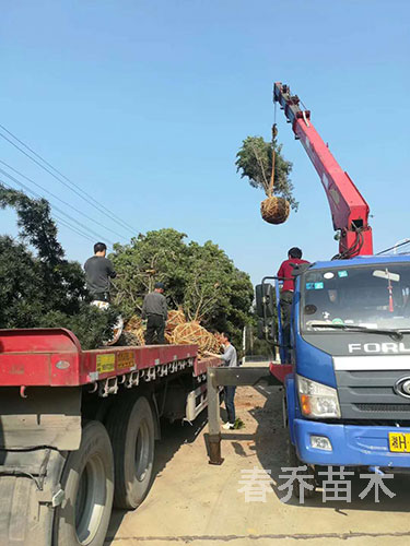 贵州遵义家族祠堂毛坯罗汉松栽种装车