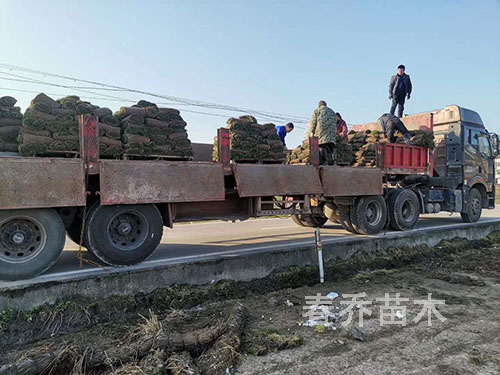 江西吉安国道美化百慕大混播装车