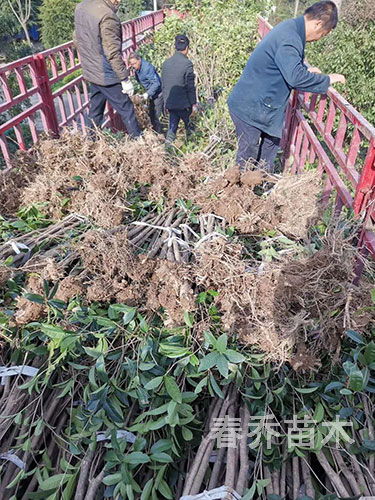 贵州雷山扶贫项目小桂花装车