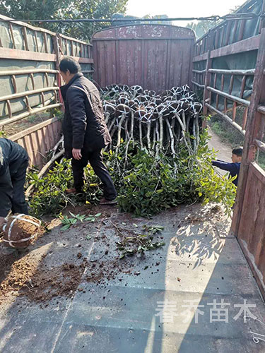 贵州雷山扶贫项目小桂花装车